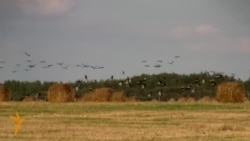 Журавы паляцелі ў вырай