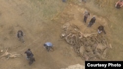 Ослиный могильник у водоема в Самарканде. 