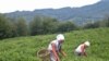 Импортируемый в Грузию этот вид продукта занимает 90 процентов ее рынка