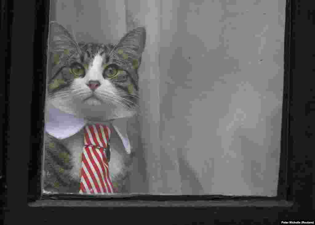 А это – кот Джулиана Ассанжа, основателя Wikileaks. В ноябре этого года его хозяина впервые допрашивали шведские прокуроры по делу об изнасиловании, которое ведут уже шесть лет, хотя формального обвинения ему до сих пор и не предъявили. С 2012 года 45-летний Ассанж находится в посольстве Эквадора. Он опасается, что полиция его арестует и выдаст Швеции, которая, убежден он, в свою очередь экстрадирует его в США. В Америке по делу о публикациях Wikileaks сведений, содержащих гостайну, ему может грозить смертная казнь.