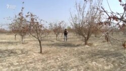 Национальный парк в Фархоре засыхает