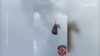 تښتېدلې زېبرا د هيلي کاپټر له لارې خپل مالک ته رسول شوې
