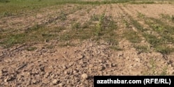 Farap etrabynyň harasatdan soň zaýa bolan gowaça meýdanlary
