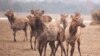 Belarus - Siberian deer farm, Hrodna region, 30mar2018 