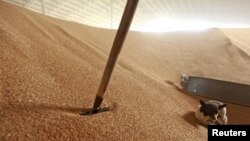 Russia -- A dog walks on grain in a warehouse in the village of Konstantinovo, 07Jun2011